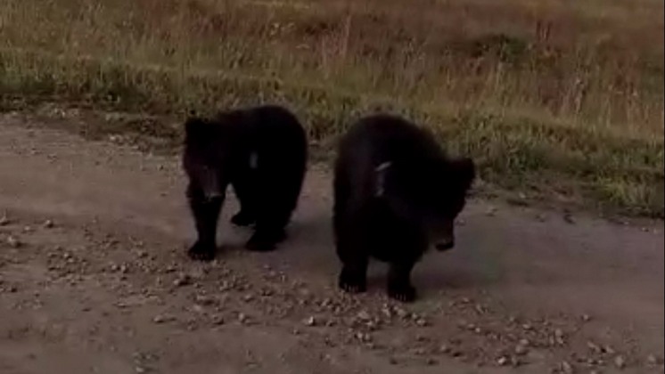 Двух медвежат снова заметили около села под Новосибирском