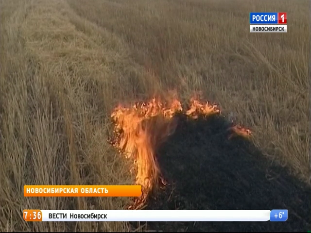 В Новосибирской области запретили жечь сухую траву 