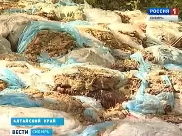 300 голов крупно-рогатого скота обнаружены в берёзовой роще в Алтайском крае