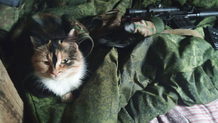 Новосибирские бойцы спецоперации подружились со своенравным котом