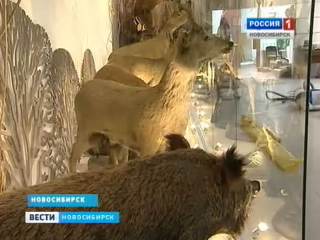 Новосибирский краеведческий музей завершает реконструкцию двух залов отдела природы