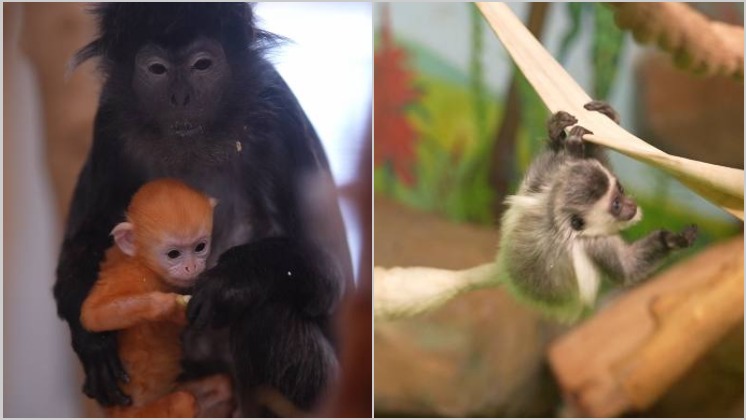 Сразу у нескольких приматов новосибирского зоопарка родились малыши