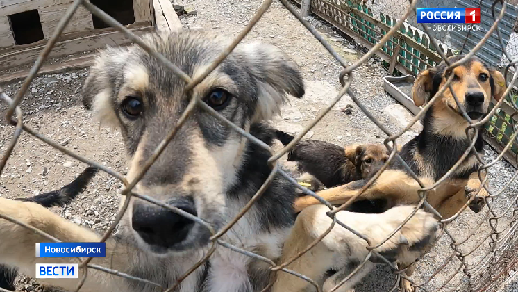 Ещё один муниципальный приют для бездомных собак начали строить в Новосибирске