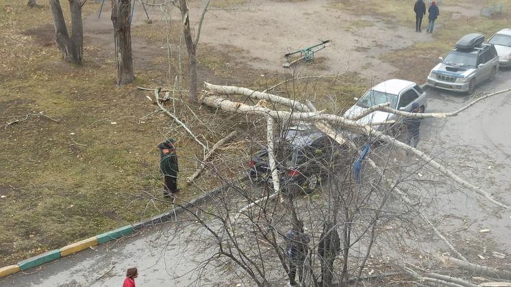 В Новосибирске из-за штормового ветра дерево упало на припаркованный автомобиль