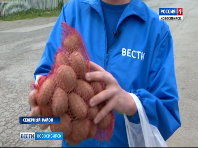 «Вести» разобрались в картофельном парадоксе в деревнях Новосибирской области 
