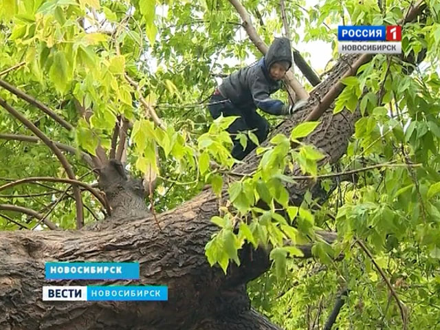 В Заельцовском районе местные жители жалуются на аварийное дерево в своём дворе