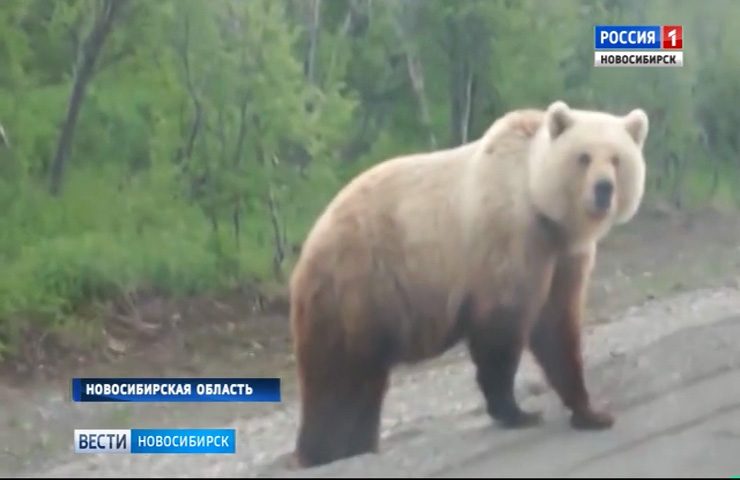 Жителей Новосибирской области предупредили об опасности встречи с медведями