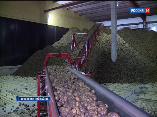 В Новосибирской области продолжается уборка картофеля