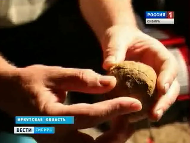 Необычную находку в Забайкальском крае посчитали окаменевшим яйцом динозавра