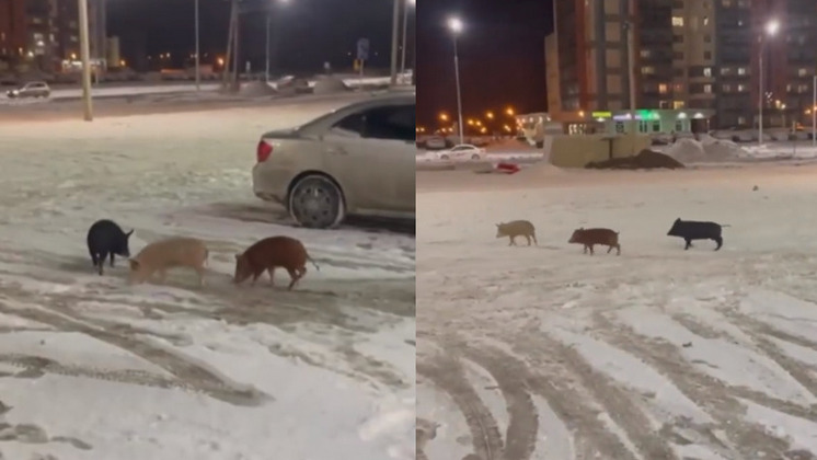 В Новосибирске три разноцветных поросёнка бегали по улицам 