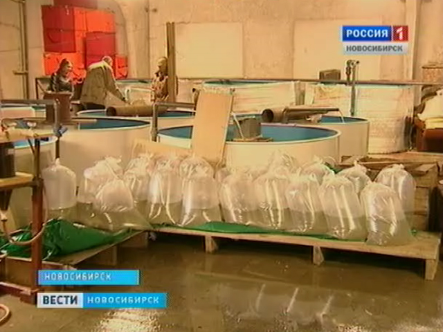 Навредил природе - возмести ущерб рыбой