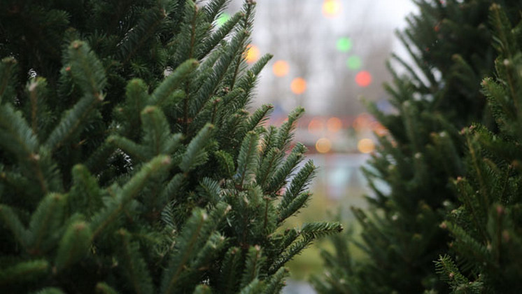 В Новосибирске с 1 декабря открылись ёлочные базары 