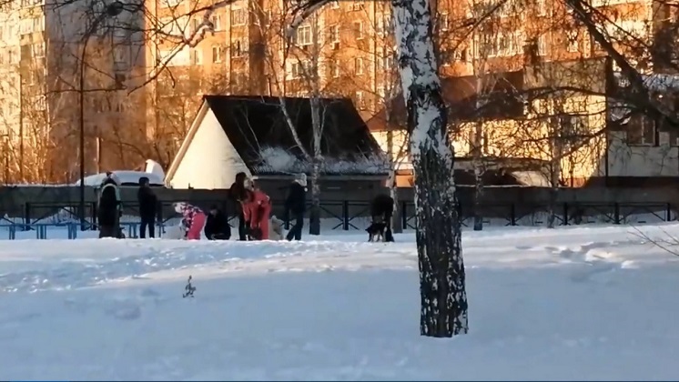 Сибирячка пожаловалась на выгул собак на территории школы в Новосибирске