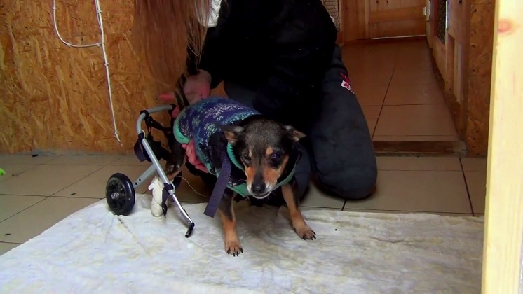 Особенной собаке ищут заботливых хозяев в Новосибирске
