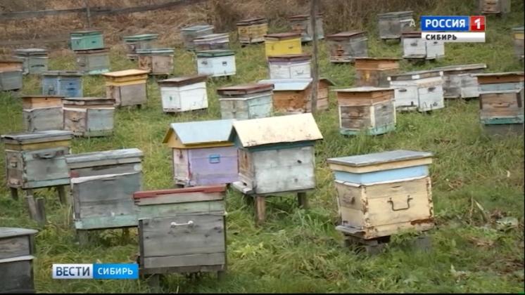 Алтайские пчёлы ложатся спать на месяц позже обычного 