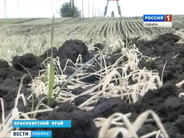 На полях Красноярского края погибает урожай