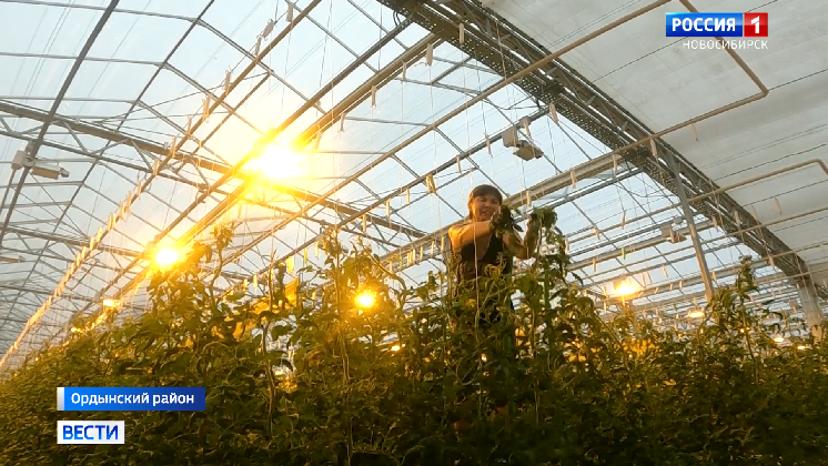 Новосибирские аграрии увеличили производство продуктов и их экспорт