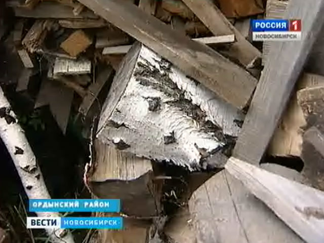 Жители двух сел в Новосибирской области могут остаться без дров на зиму