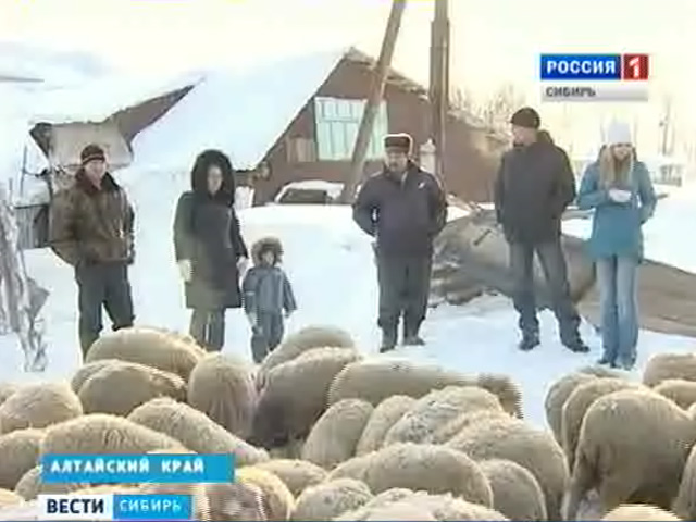 Алтайский фермер планирует открыть первый в крае завод по переработке шерсти