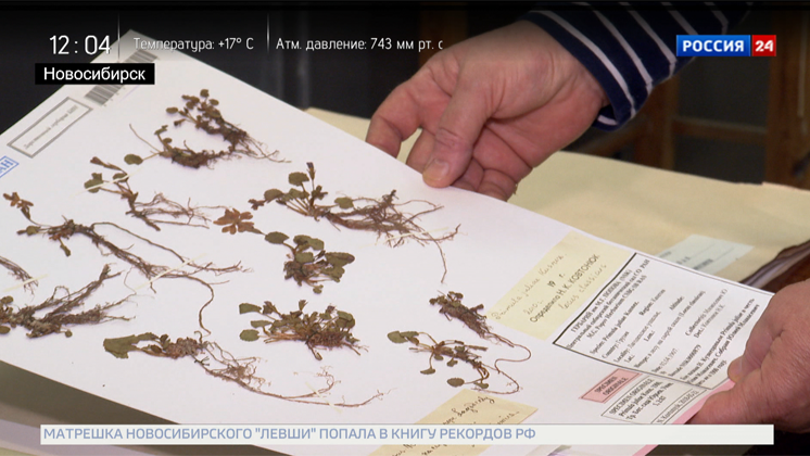 В ботаническом саду Новосибирска создают цифровые копии мхов и лишайников