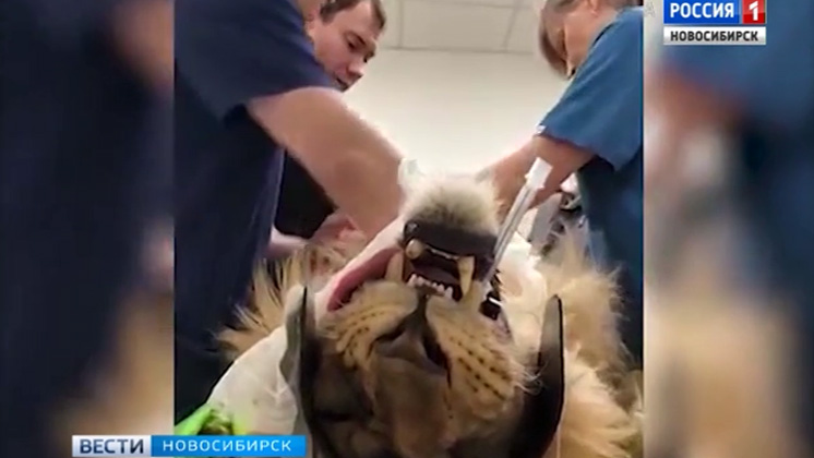 Новосибирские ветеринары удалили больной клык льву из Королевского цирка