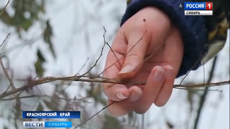 В Красноярске Национальный парк «Шушенский бор» разбирают на дрова