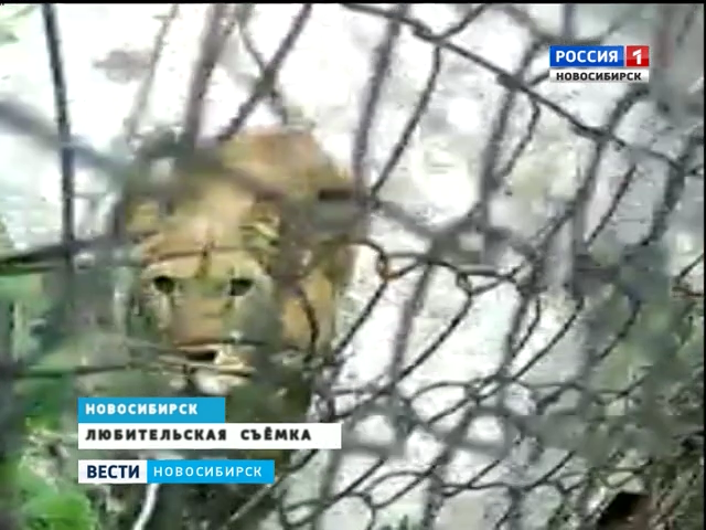 Африканские львы живут в частном секторе в Новосибирске