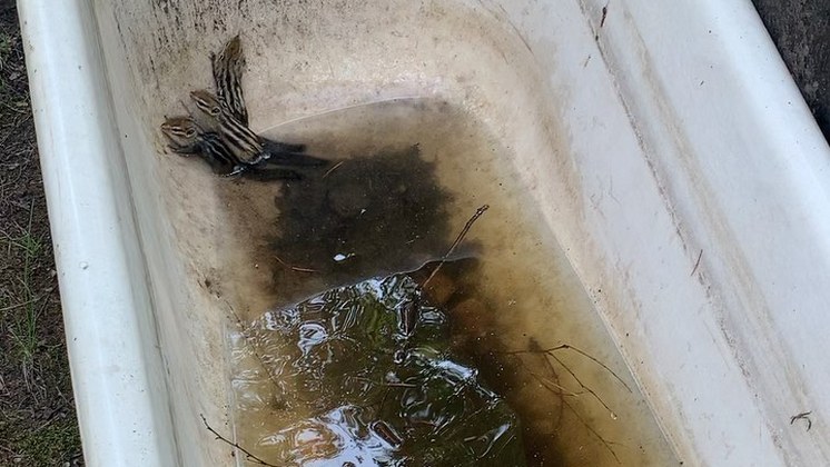 Новосибирские дачники спасли маленьких бурундуков от смерти