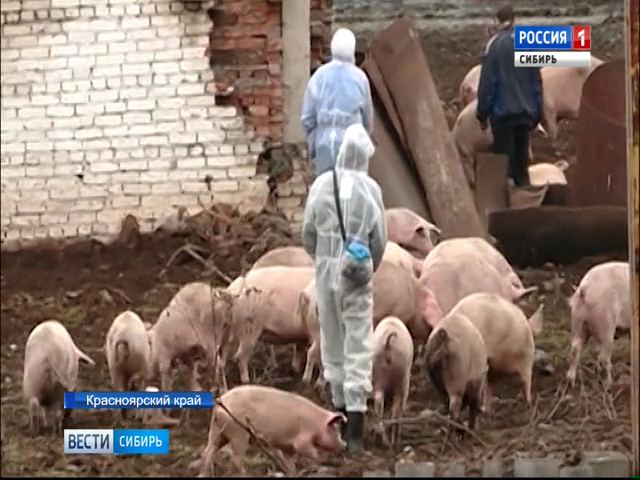 Под Красноярском ввели режим ЧС из-за вспышки африканской чумы свиней