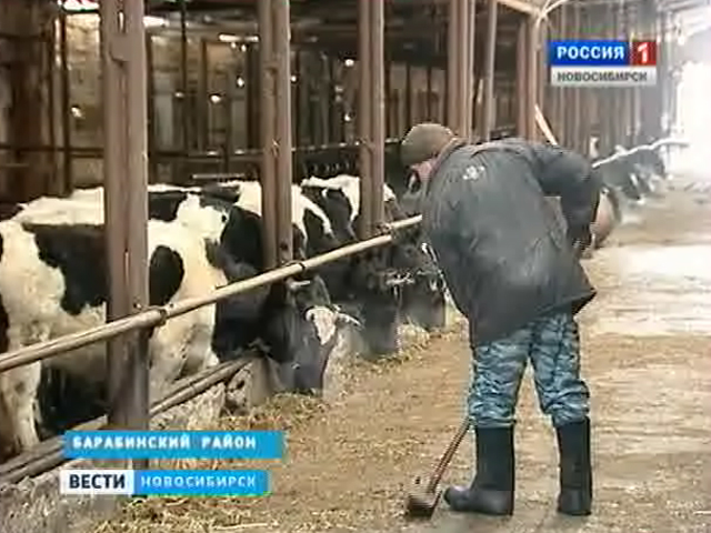 Некоторые хозяйства Новосибирской области оказались на грани выживания из-за нехватки кормов