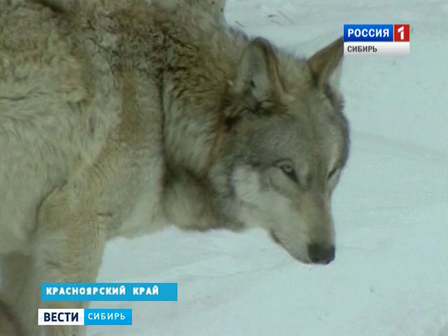 Треснувший Зуб Арктического Волка Где Купить