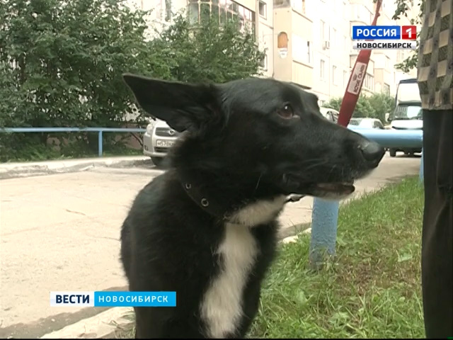 Собаку избивали лопатой на глазах у детей в Новосибирске