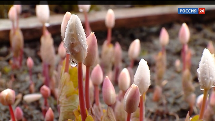 «Дача»: весенние заботы цветовода. Помогаем многолетникам пережить затяжную весну