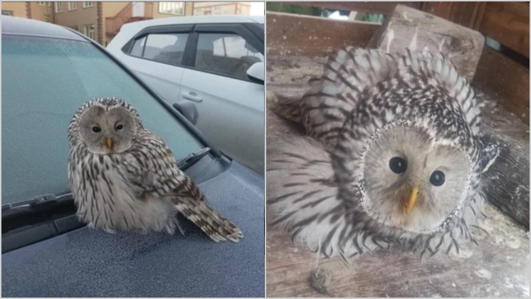 В новосибирском Академгородке школьник спас сову с сотрясением мозга