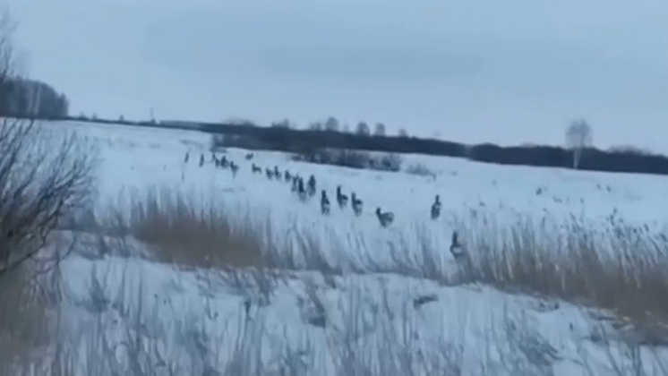 Миграция лосей и косуль по дорогам Новосибирской области повысила их опасность