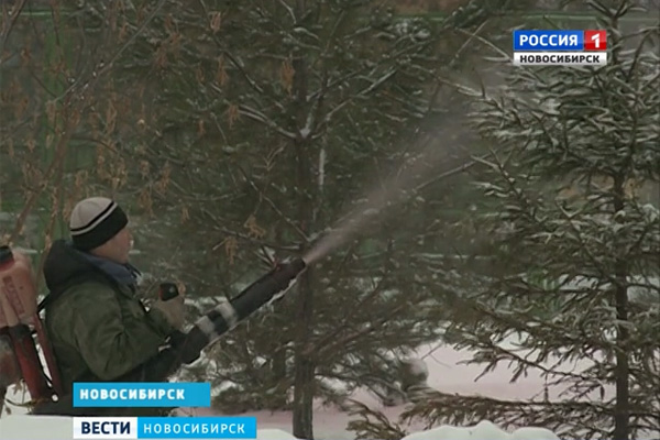 В Новосибирске объявили химическую войну вандалам, вырубающим ели в парках и скверах