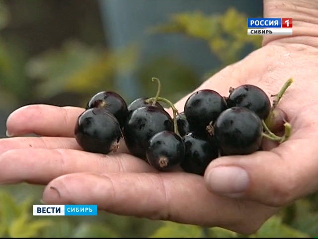 В Красноярском крае выращивают самую крупную в Сибири ягоду