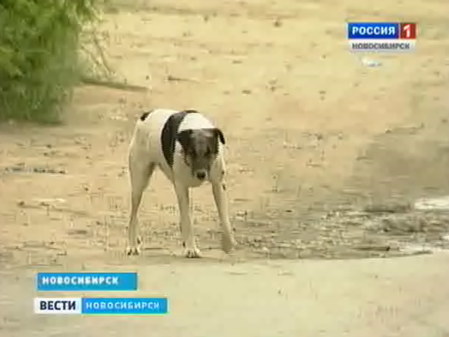 Новосибирские врачи обеспокоены агрессивностью животных в отношении детей