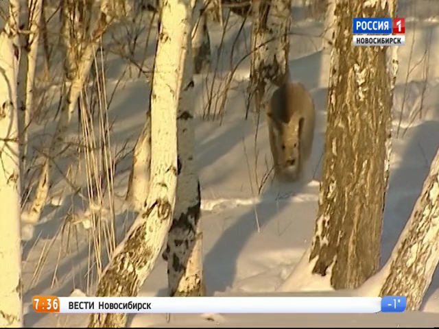 В Новосибирской области стартует сезон охоты на косуль