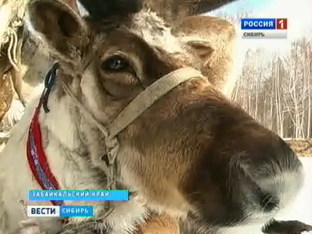 В Забайкальском крае прошёл праздник охотников и оленеводов