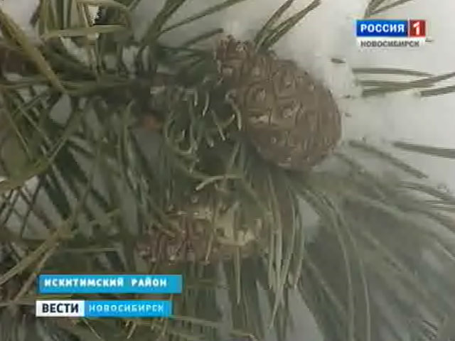 В Новосибирской области открыт сезон по сбору семян шишек