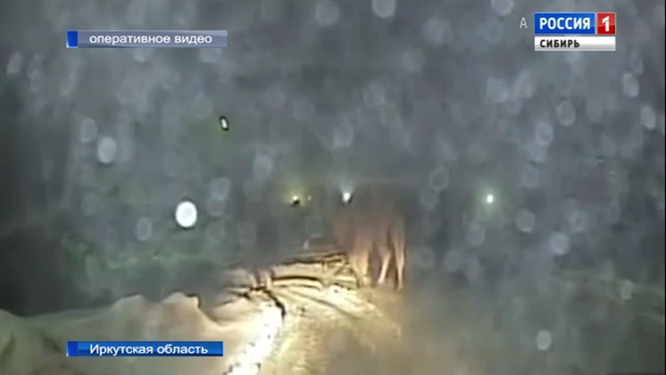 Пострадавшего в ДТП верблюда Славика спасли пожарные в Иркутске