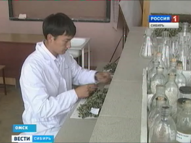 Омские ученые ищут идеальное удобрение для лекарственных трав