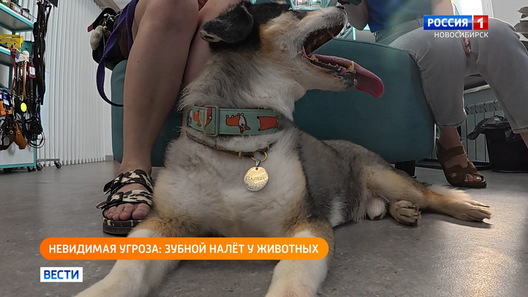 Полезная передача: как помочь четвероногому другу сохранить здоровую улыбку