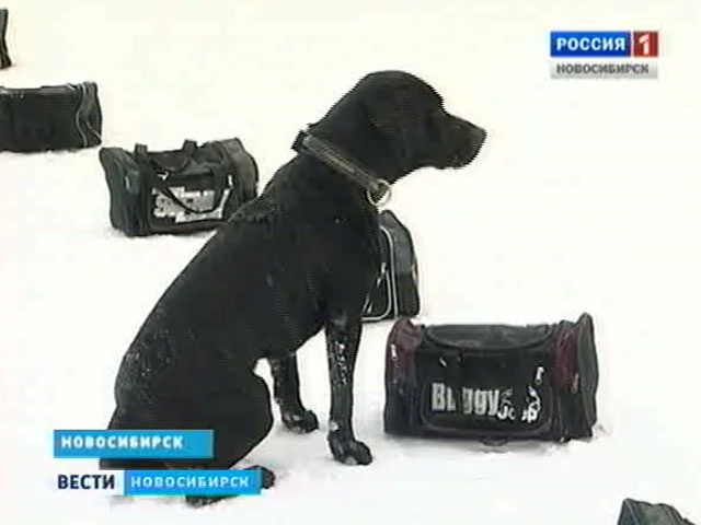 Четвероногие помощники помогают новосибирским полицейским находить контрабанду и бомбы