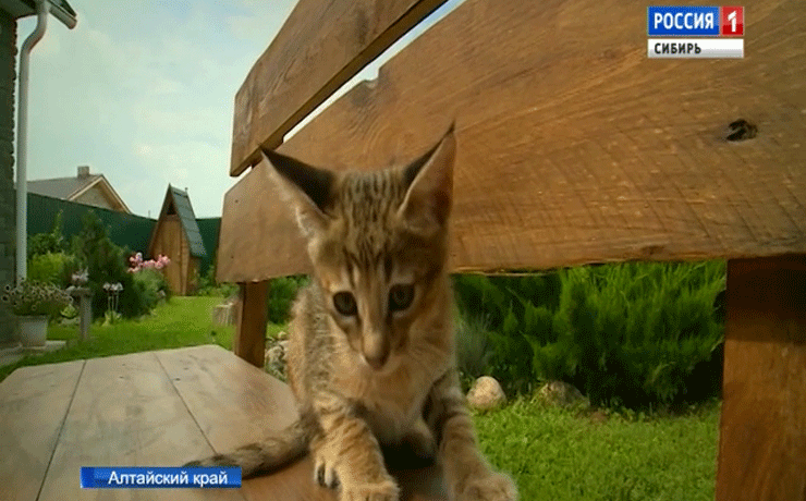 Котенка за миллион рублей продали в Барнауле