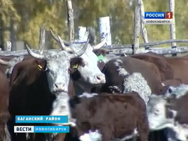 Животноводы Новосибирской области ставят стада на зимнее содержание