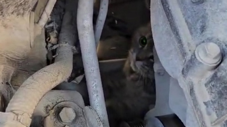 В Новосибирске спасли кота, застрявшего под капотом машины
