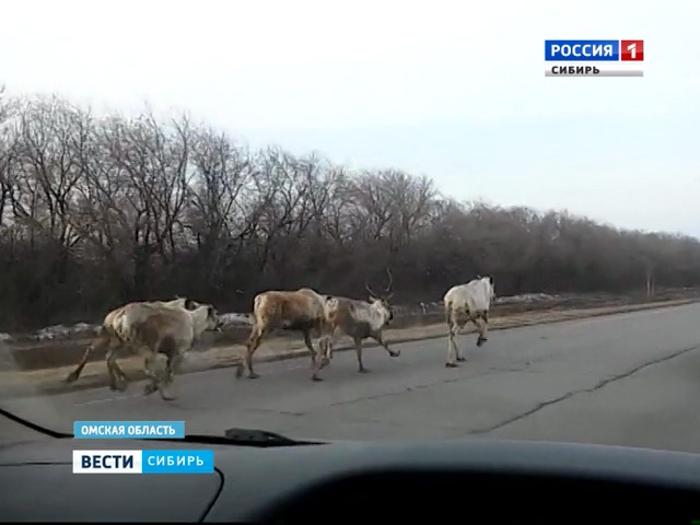 Сибирские автомобилисты наблюдали мчащихся по омской трассе молодых оленей