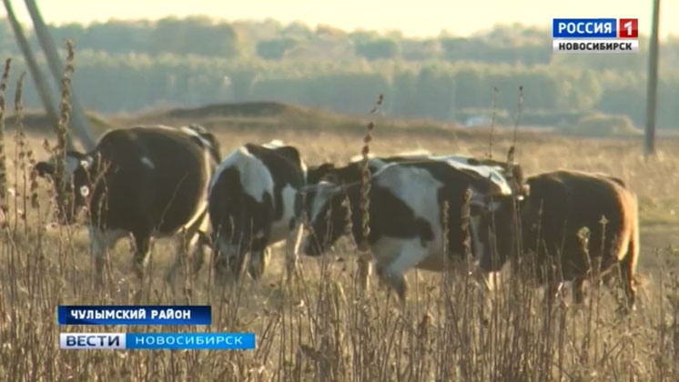 Доить коров будут роботы: фермерские хозяйства Новосибирской области получили господдержку
